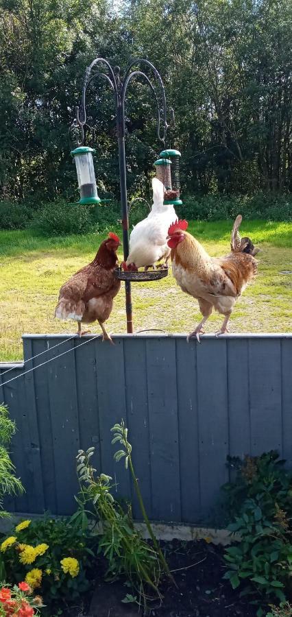 Pant Glas Barn Llanbrynmair Eksteriør billede